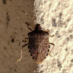 Halyomorpha halys