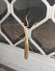 Tenodera blanchardi