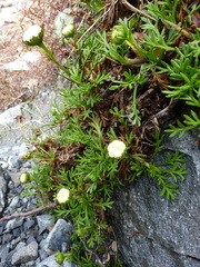 Leptinella pyrethrifolia