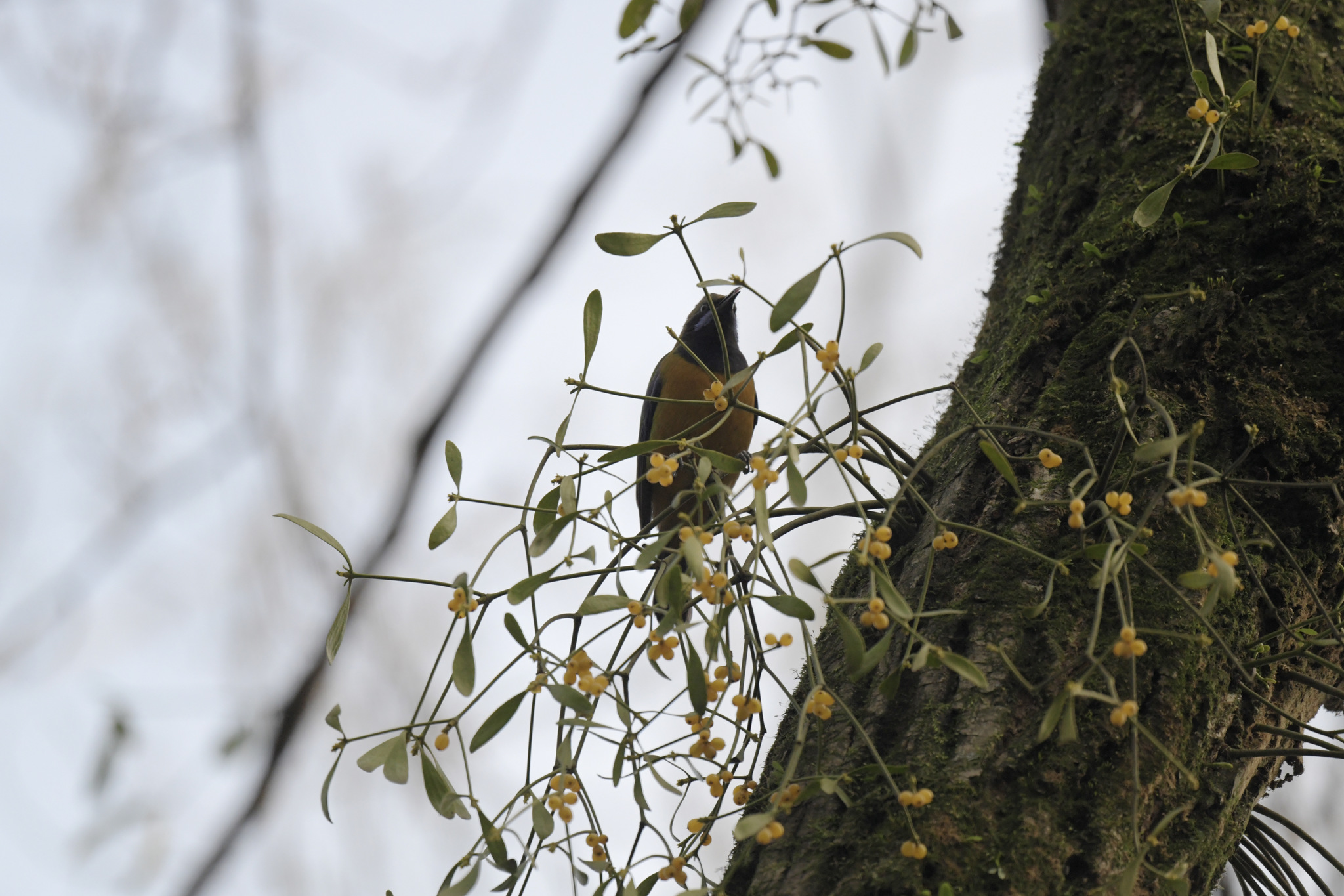 Orange-bellied Leafbird