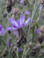 Oocephala staehelinoides