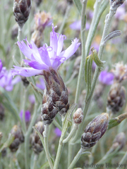 Oocephala staehelinoides