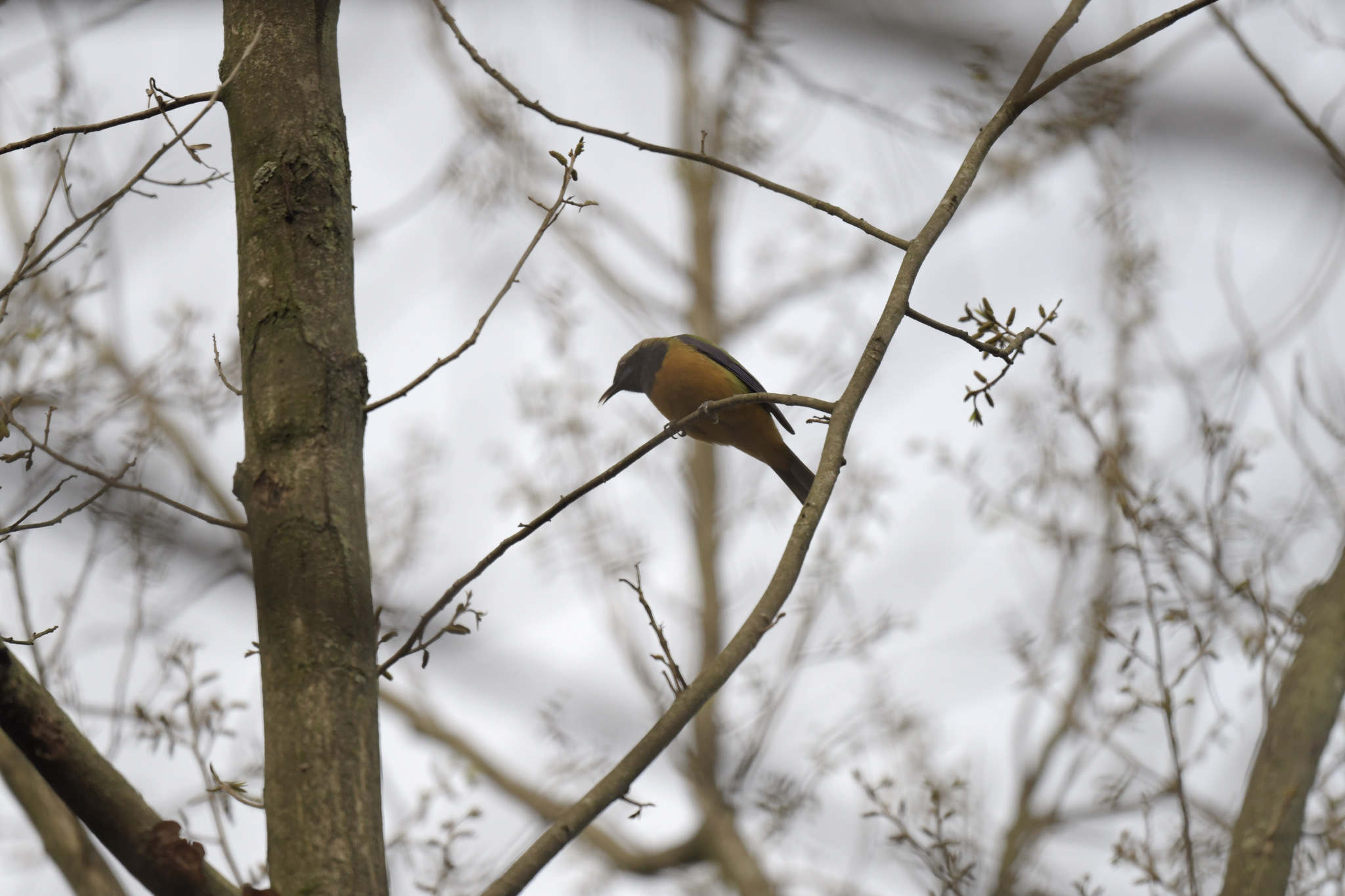 Orange-bellied Leafbird