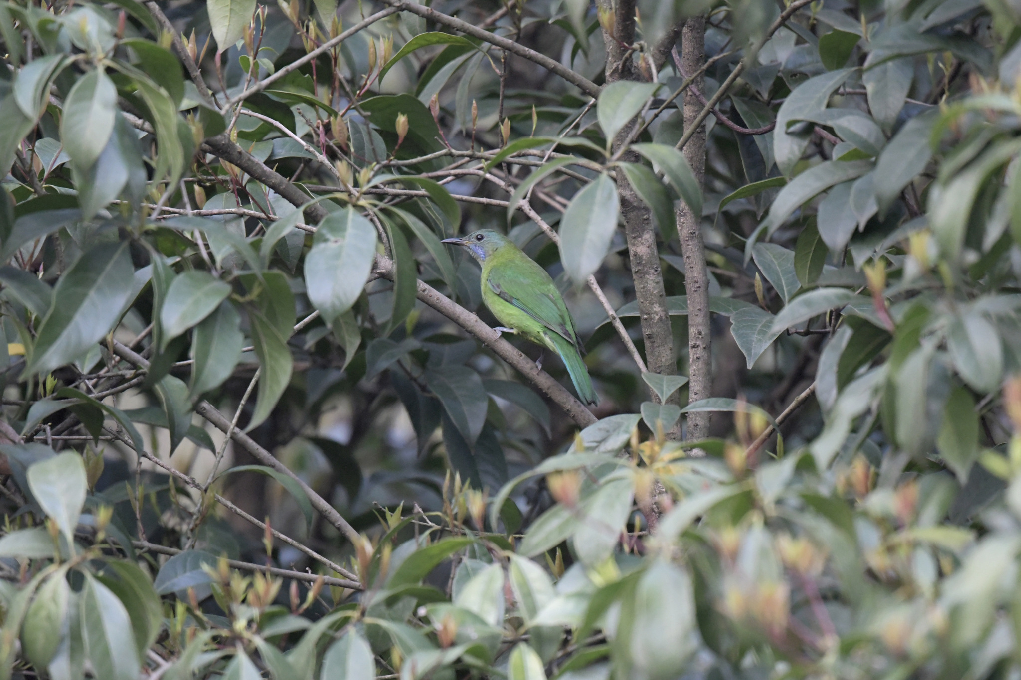 Orange-bellied Leafbird