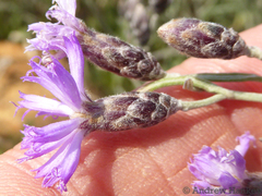 Oocephala staehelinoides