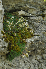 Saxifraga marginata