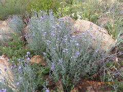 Oocephala staehelinoides