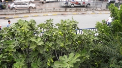 Ficus carica