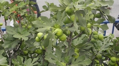 Ficus carica