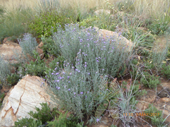 Oocephala staehelinoides