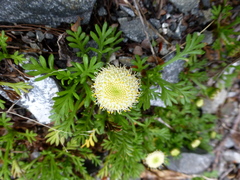 Leptinella pyrethrifolia
