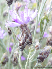 Oocephala staehelinoides