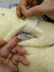 Paratanakia himantegus