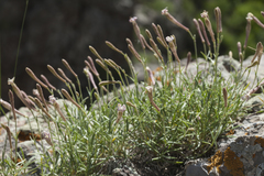 Silene kuschakewiczii