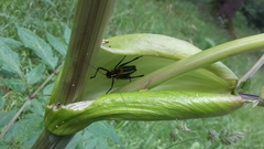 Barbitistes constrictus