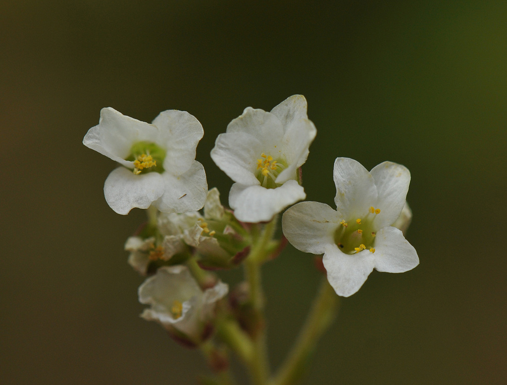 Saxifraga marginata Sternb. 2