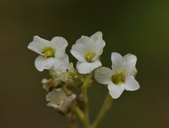 Saxifraga marginata
