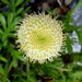 Leptinella pyrethrifolia - Photo (c) Murray NZ, algunos derechos reservados (CC BY), subido por Murray NZ