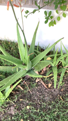 Aloe vera