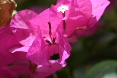 Bougainvillea