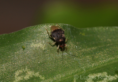 Pycnoderes albipes
