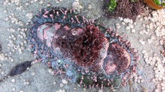 Acanthopleura echinata