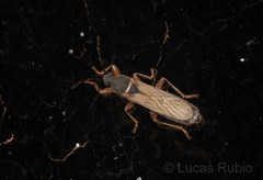 Ischnodemus staliellus