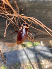 Blattodea