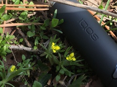 Ceratocephala testiculata