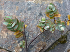 Veronica pinguifolia