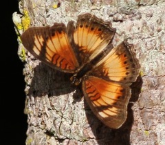 Junonia sophia