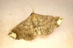 Adrapsa quadrilinealis