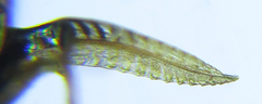 Empria parvula