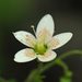 Round-leaved Saxifrage - Photo (c) Todd Boland, some rights reserved (CC BY-NC), uploaded by Todd Boland