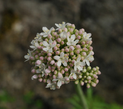 Valeriana italica
