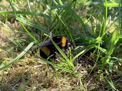 Bombus