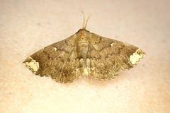 Adrapsa quadrilinealis