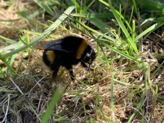 Bombus