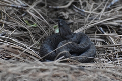 Crotalus armstrongi