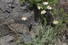 Richteria pyrethroides