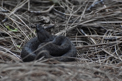 Crotalus armstrongi