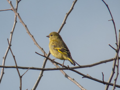 Spinus magellanicus ictericus