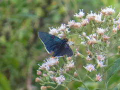 Phocides polybius phanias