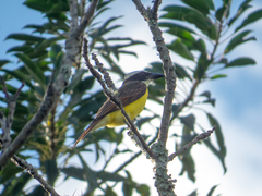 Megarynchus pitangua pitangua