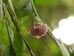 Elleanthus capitatus