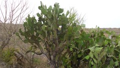 Opuntia lasiacantha