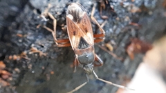 Eremocoris abietis