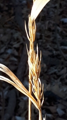 Elymus curvatus