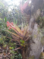 Tillandsia archeri