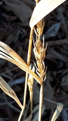 Elymus curvatus